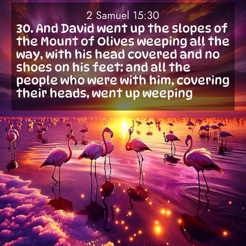 BasicEnglish 2 Samuel  ; image nature: image with the bible verse :And David went up the slopes of the Mount of Olives weeping all the way, with his head covered and no shoes on his feet: and all the people who were with him, covering their heads, went up weeping. ; Admire Bible verse images capturing the beauty of beaches, with turquoise waters, palm trees, and peaceful shores. These soothing scenes reflect God&#039;s serenity and majesty. Download and share verses like KJV 2 Samuel 15:30. Current verse is overlayed with the thematic nature scene : Wild flamingos wade through salt lake shallows. Sunset turns the water to liquid gold. ; 15:30