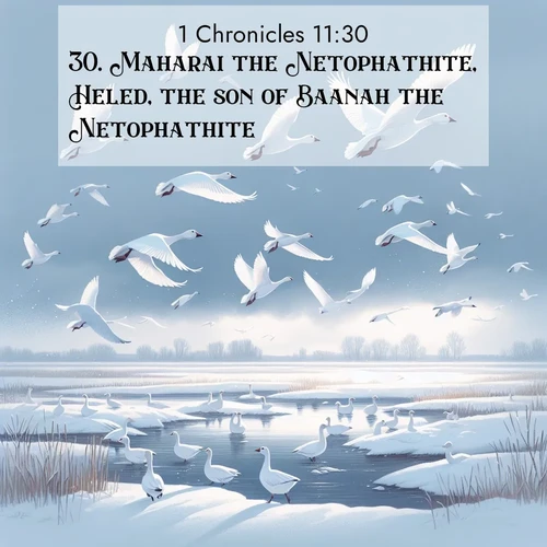 BasicEnglish 1 Chronicles  ; image nature: image with the bible verse :Maharai the Netophathite, Heled, the son of Baanah the Netophathite, ; Explore a rich collection of Bible verse images beautifully illustrated by natural landscapes, such as colorful skies, towering mountains, and tranquil rivers. The images highlight the serenity of God&#039;s creation with vivid tones and carefully chosen typography. Download and share inspiring verses like KJV 1 Chronicles 11:30. Current verse is overlayed with the thematic nature scene : Snow geese take flight from a winter marsh. Their wings flash white against leaden skies. ; 11:30