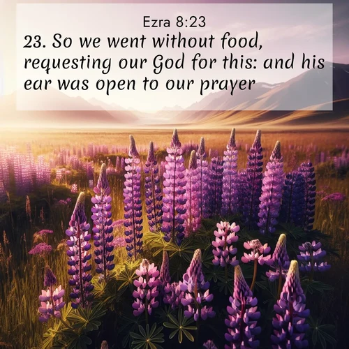 BasicEnglish Ezra  ; image nature: image with the bible verse :So we went without food, requesting our God for this: and his ear was open to our prayer. ; Explore a rich collection of Bible verse images beautifully illustrated by natural landscapes, such as colorful skies, towering mountains, and tranquil rivers. The images highlight the serenity of God&#039;s creation with vivid tones and carefully chosen typography. Download and share inspiring verses like KJV Ezra 8:23. Current verse is overlayed with the thematic nature scene : Wild lupines paint purple meadows. Snow lingers on distant peaks. ; 8:23