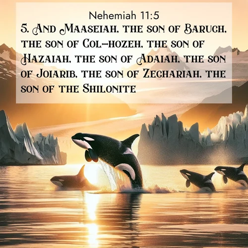 BBE Nehemiah 11:5 overlaying nature image scene: Wild orcas breach in sunset-painted waters. Their splashes echo off glacier walls.;5. And Maaseiah, the son of Baruch, the son of Col-hozeh, the son of Hazaiah, the son of Adaiah, the son of Joiarib, the son of Zechariah, the son of the Shilonite.