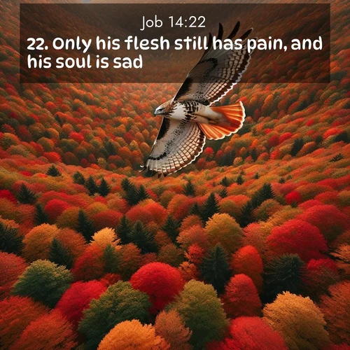 BasicEnglish Job  ; image nature: image with the bible verse :Only his flesh still has pain, and his soul is sad. ; Explore serene Bible verse images adorned with photos of divine creation—tranquil beaches, snowy mountains, and starry skies. Each image is free to download and share. Verses include KJV Job 14:22. Current verse is overlayed with the thematic nature scene : A red-tailed hawk circles above autumn woods. Leaves below form a mosaic of fire. ; 14:22