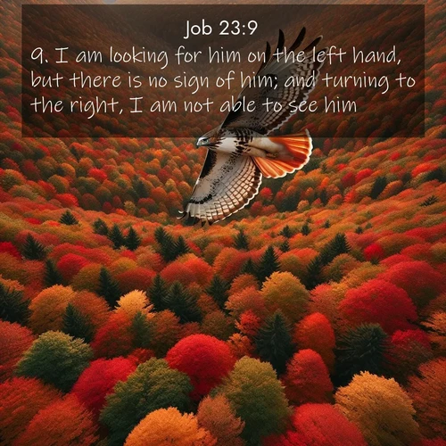 BasicEnglish Job  ; image nature: image with the bible verse :I am looking for him on the left hand, but there is no sign of him; and turning to the right, I am not able to see him. ; Explore our gallery of inspiring Bible verse images showcasing divine beauty through nature. Download scenic images like snowy peaks, lush meadows, or radiant sunsets paired with verses like KJV Job 23:9. Current verse is overlayed with the thematic nature scene : A red-tailed hawk circles above autumn woods. Leaves below form a mosaic of fire. ; 23:9