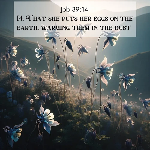 BasicEnglish Job  ; image nature: image with the bible verse :That she puts her eggs on the earth, warming them in the dust, ; Explore winter-themed Bible verse images illustrated by snowy mountains, frost-covered branches, and clear skies. These landscapes reflect divine purity and peace. Download verses like KJV Job 39:14. Current verse is overlayed with the thematic nature scene : Wild columbines dance on impossibly thin stems. Mountain breezes carry their perfume. ; 39:14
