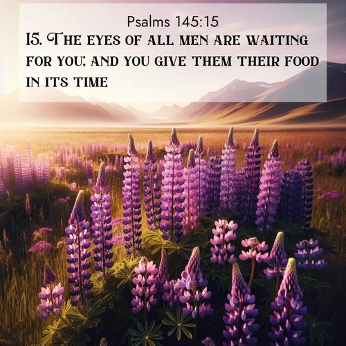 BasicEnglish Psalms  ; image nature: image with the bible verse :The eyes of all men are waiting for you; and you give them their food in its time. ; Discover breathtaking Bible verse images combined with vibrant landscapes like rolling hills, blooming gardens, and starry nights. Use them as wallpapers or to inspire others. Download verses like KJV Psalms 145:15. Current verse is overlayed with the thematic nature scene : Wild lupines paint purple meadows. Snow lingers on distant peaks. ; 145:15