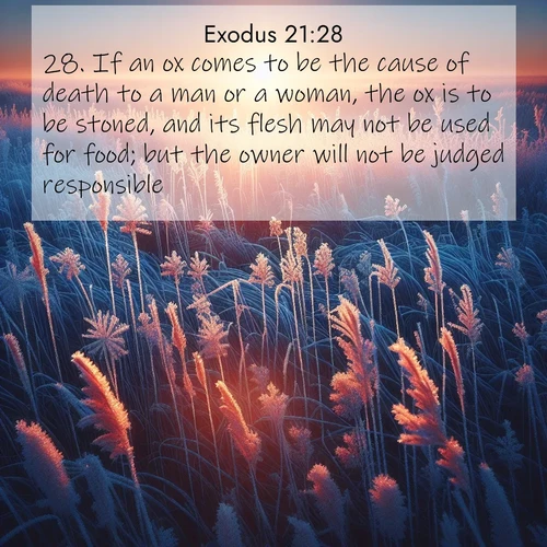 BBE Exodus 21:28 overlaying nature image scene: Winter sunrise illuminates frost-covered prairie grass.;28. If an ox comes to be the cause of death to a man or a woman, the ox is to be stoned, and its flesh may not be used for food; but the owner will not be judged responsible.