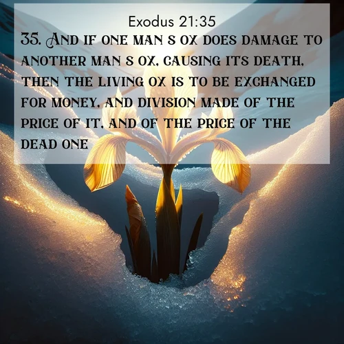 BBE Exodus 21:35 overlaying nature image scene: Wild iris breaks through melting snow. Alpine light ignites its petals.;35. And if one man's ox does damage to another man's ox, causing its death, then the living ox is to be exchanged for money, and division made of the price of it, and of the price of the dead one.
