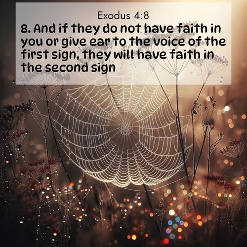 BBE Exodus 4:8 overlaying nature image scene: Morning fog reveals spider galaxies. Dew drops capture rainbow light.;8. And if they do not have faith in you or give ear to the voice of the first sign, they will have faith in the second sign.