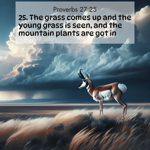 BasicEnglish Proverbs  ; image nature: image with the bible verse :The grass comes up and the young grass is seen, and the mountain plants are got in. ; Explore free Bible verse images with stunning nature themes, including sunlit paths, forest clearings, and endless horizons. Perfect for desktop backgrounds or phone wallpapers. Verses include KJV Proverbs 27:25. Current verse is overlayed with the thematic nature scene : A pronghorn pauses on wind-swept plains. Storm clouds build dark towers above. ; 27:25