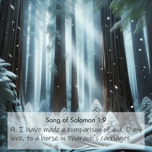 BBE Song of Solomon 1:9 overlaying nature image scene: Snow falls silently on ancient redwoods. Shafts of light pierce through to illuminate the forest floor.;9. I have made a comparison of you, O my love, to a horse in Pharaoh's carriages.