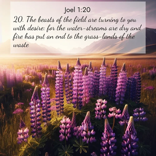 BasicEnglish Joel  ; image nature: image with the bible verse :The beasts of the field are turning to you with desire: for the water-streams are dry and fire has put an end to the grass-lands of the waste. ; Admire stunning Bible verse images paired with photos of peaceful landscapes, such as foggy mornings, serene rivers, and blooming gardens. Download these free images and share verses like KJV Joel 1:20. Current verse is overlayed with the thematic nature scene : Wild lupines paint purple meadows. Snow lingers on distant peaks. ; 1:20