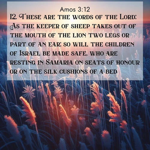 BBE Amos 3:12 overlaying nature image scene: Winter sunrise illuminates frost-covered prairie grass.;12. These are the words of the Lord: As the keeper of sheep takes out of the mouth of the lion two legs or part of an ear; so will the children of Israel be made safe, who are resting in Samaria on seats of honour or on the silk cushions of a bed.