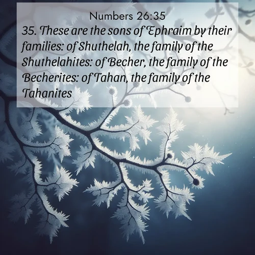 BasicEnglish Numbers  ; image nature: image with the bible verse :These are the sons of Ephraim by their families: of Shuthelah, the family of the Shuthelahites: of Becher, the family of the Becherites: of Tahan, the family of the Tahanites. ; Browse an inspiring gallery of Bible verse images with nature photos, such as blooming gardens, golden deserts, and shaded forests. The chosen images capture the peaceful and joyful essence of God&#039;s creation, with vibrant colors and harmonious fonts. Share verses like KJV Numbers 26:35. Current verse is overlayed with the thematic nature scene : Winter frost coats bare branches in delicate crystal. ; 26:35