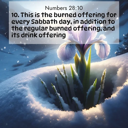 BBE Numbers 28:10 overlaying nature image scene: Wild iris breaks through spring snow. Alpine light ignites petals.;10. This is the burned offering for every Sabbath day, in addition to the regular burned offering, and its drink offering.