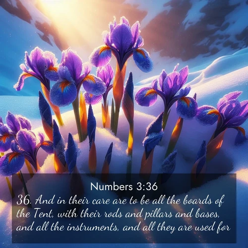 BBE Numbers 3:36 overlaying nature image scene: Wild iris blooms pierce through melting snow. Alpine sunlight ignites their petals.;36. And in their care are to be all the boards of the Tent, with their rods and pillars and bases, and all the instruments, and all they are used for,