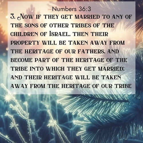 BBE Numbers 36:3 overlaying nature image scene: Morning frost rimes every needle. Weak sun struggles through branches.;3. Now if they get married to any of the sons of other tribes of the children of Israel, then their property will be taken away from the heritage of our fathers, and become part of the heritage of the tribe into which they get married: and their heritage will be taken away from the heritage of our tribe.

