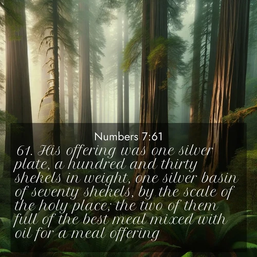 BBE Numbers 7:61 overlaying nature image scene: Coastal redwoods disappear into the fog high above a fern grove.;61. His offering was one silver plate, a hundred and thirty shekels in weight, one silver basin of seventy shekels, by the scale of the holy place; the two of them full of the best meal mixed with oil for a meal offering;
