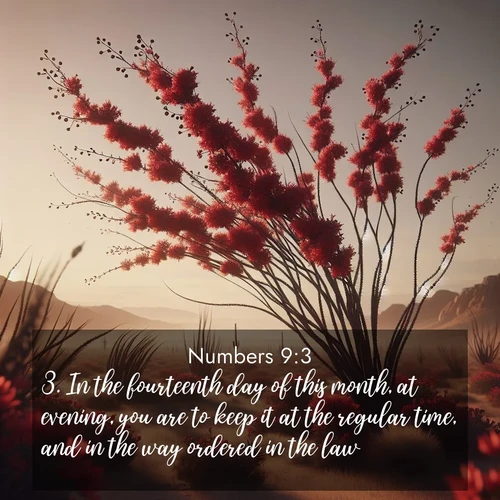 BBE Numbers 9:3 overlaying nature image scene: Desert ocotillo flames crimson red. Wind sings through thorny branches.;3. In the fourteenth day of this month, at evening, you are to keep it at the regular time, and in the way ordered in the law.
