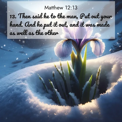 BBE Gospel of Matthew 12:13 overlaying nature image scene: Wild iris breaks through spring snow. Alpine light ignites petals.;13. Then said he to the man, Put out your hand. And he put it out, and it was made as well as the other.