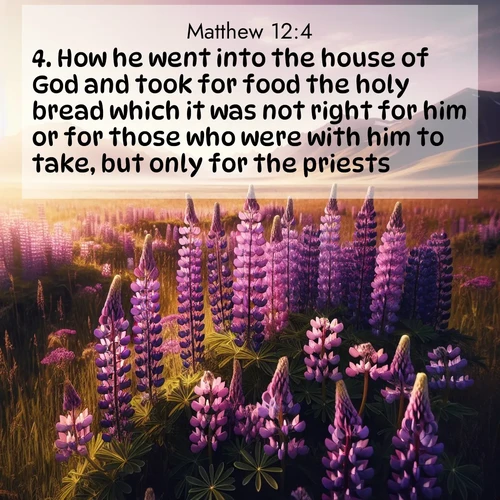 BBE Gospel of Matthew 12:4 overlaying nature image scene: Wild lupines paint purple meadows. Snow lingers on distant peaks.;4. How he went into the house of God and took for food the holy bread which it was not right for him or for those who were with him to take, but only for the priests?