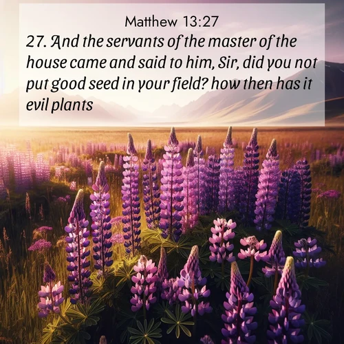 BBE Gospel of Matthew 13:27 overlaying nature image scene: Wild lupines paint purple meadows. Snow lingers on distant peaks.;27. And the servants of the master of the house came and said to him, Sir, did you not put good seed in your field? how then has it evil plants?
