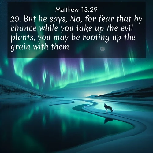 BBE Gospel of Matthew 13:29 overlaying nature image scene: Northern lights dance across a frozen lake in ribbons of green and purple. A lone wolf howls from the distant shore.;29. But he says, No, for fear that by chance while you take up the evil plants, you may be rooting up the grain with them.