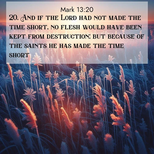 BBE Gospel of Mark 13:20 overlaying nature image scene: Winter sunrise illuminates frost-covered prairie grass.;20. And if the Lord had not made the time short, no flesh would have been kept from destruction; but because of the saints he has made the time short.