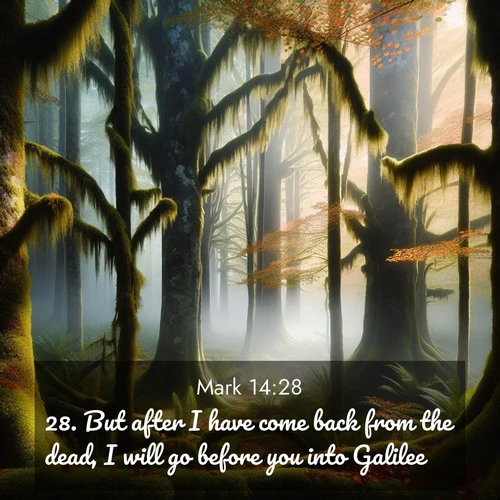 BasicEnglish Gospel of Mark  ; image nature: image with the bible verse :But after I have come back from the dead, I will go before you into Galilee. ; Admire stunning Bible verse images paired with photos of peaceful landscapes, such as foggy mornings, serene rivers, and blooming gardens. Download these free images and share verses like KJV Gospel of Mark 14:28. Current verse is overlayed with the thematic nature scene : Autumn fog shrouds an old-growth forest draped in moss and lichen. ; 14:28