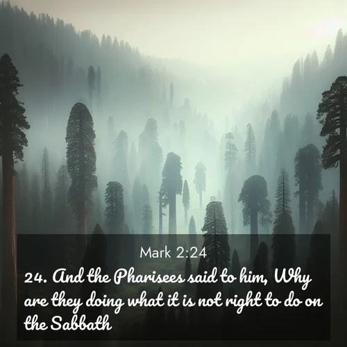BBE Gospel of Mark 2:24 overlaying nature image scene: Ancient sequoias pierce through valley fog. Centuries of growth reach for filtered light.;24. And the Pharisees said to him, Why are they doing what it is not right to do on the Sabbath?