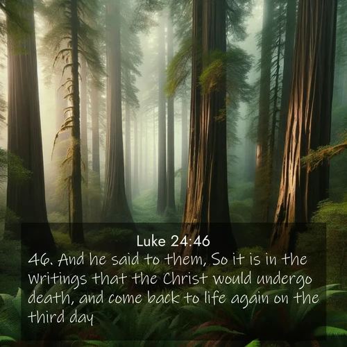 BBE Gospel of Luke 24:46 overlaying nature image scene: Coastal redwoods disappear into the fog high above a fern grove.;46. And he said to them, So it is in the Writings that the Christ would undergo death, and come back to life again on the third day;