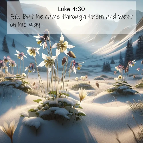 BBE Gospel of Luke 4:30 overlaying nature image scene: Wild columbines nod in alpine breeze. Glacier lilies dot snowy meadows.;30. But he came through them and went on his way.
