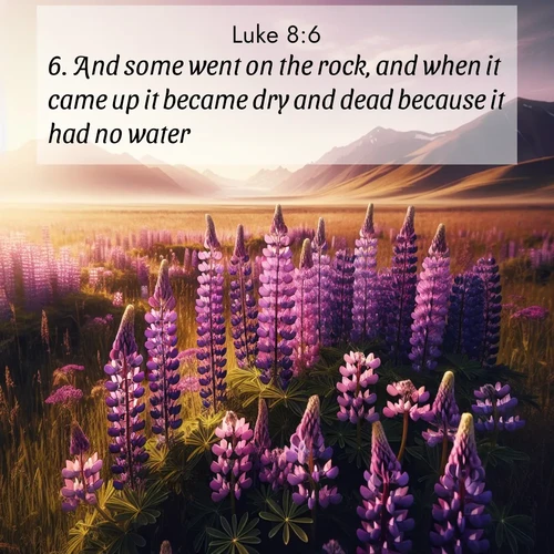 BasicEnglish Gospel of Luke  ; image nature: image with the bible verse :And some went on the rock, and when it came up it became dry and dead because it had no water. ; Download Bible verse images featuring vibrant photos of nature, from snowy landscapes to golden deserts. These free images are perfect for phone wallpapers, desktop backgrounds, or sharing. Verses include KJV Gospel of Luke 8:6. Current verse is overlayed with the thematic nature scene : Wild lupines paint purple meadows. Snow lingers on distant peaks. ; 8:6