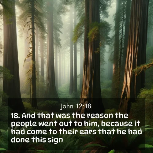BBE Gospel of John 12:18 overlaying nature image scene: Coastal redwoods disappear into the fog high above a fern grove.;18. And that was the reason the people went out to him, because it had come to their ears that he had done this sign.