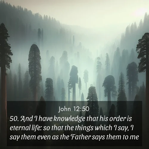 BBE Gospel of John 12:50 overlaying nature image scene: Ancient sequoias pierce through valley fog. Centuries of growth reach for filtered light.;50. And I have knowledge that his order is eternal life: so that the things which I say, I say them even as the Father says them to me.