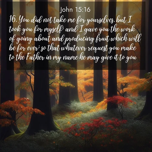 BasicEnglish Gospel of John  ; image nature: image with the bible verse :You did not take me for yourselves, but I took you for myself; and I gave you the work of going about and producing fruit which will be for ever; so that whatever request you make to the Father in my name he may give it to you. ; Browse a gallery of Bible verses paired with summer scenes, such as golden wheat fields, bright skies, and sunny beaches. These images convey the joy and warmth of God&#039;s creation. Download and share verses like KJV Gospel of John 15:16. Current verse is overlayed with the thematic nature scene : Autumn rain darkens tree trunks in the forest. ; 15:16