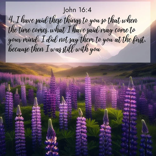 BBE Gospel of John 16:4 overlaying nature image scene: Wild lupines paint mountain meadows purple. Snow lingers on distant peaks.;4. I have said these things to you so that when the time comes, what I have said may come to your mind. I did not say them to you at the first, because then I was still with you.