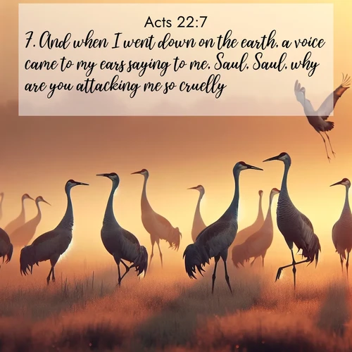 BBE Acts 22:7 overlaying nature image scene: Sandhill cranes dance in morning mist. Their calls echo across the marsh.;7. And when I went down on the earth, a voice came to my ears saying to me, Saul, Saul, why are you attacking me so cruelly?