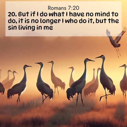 BasicEnglish Romans  ; image nature: image with the bible verse :But if I do what I have no mind to do, it is no longer I who do it, but the sin living in me. ; Explore an exceptional collection of Bible verse images accompanied by photos of nature, showcasing snowy mountains, serene forests, and still lakes. These images feature luminous tones and varied fonts to bring serenity and inspiration. Share uplifting verses like KJV Romans 7:20. Current verse is overlayed with the thematic nature scene : Sandhill cranes dance in morning mist. Their calls echo across the marsh. ; 7:20