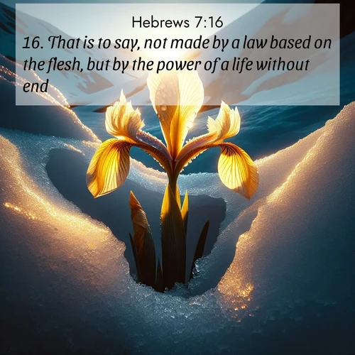 BasicEnglish Hebrews  ; image nature: image with the bible verse :That is to say, not made by a law based on the flesh, but by the power of a life without end: ; Admire Bible images representing autumn, with swirling leaves, misty skies, and vibrant trees. These images inspire profound spiritual reflection. Download and share verses like KJV Hebrews 7:16. Current verse is overlayed with the thematic nature scene : Wild iris breaks through melting snow. Alpine light ignites its petals. ; 7:16