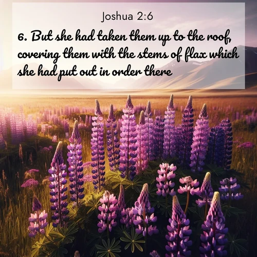 BasicEnglish Joshua  ; image nature: image with the bible verse :But she had taken them up to the roof, covering them with the stems of flax which she had put out in order there. ; Download high-resolution Bible verse images showcasing the beauty of God&#039;s creation—from radiant sunsets to tranquil rivers. Free for use as wallpapers or sharing verses like KJV Joshua 2:6. Current verse is overlayed with the thematic nature scene : Wild lupines paint purple meadows. Snow lingers on distant peaks. ; 2:6