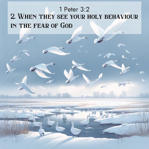 BasicEnglish 1 Peter  ; image nature: image with the bible verse :When they see your holy behaviour in the fear of God. ; Admire our gallery of Bible verse images showcasing divine beauty in nature—whether snowy peaks or serene oceans. Each image is freely downloadable and perfect for personal or spiritual use. Share verses like KJV 1 Peter 3:2. Current verse is overlayed with the thematic nature scene : Snow geese take flight from a winter marsh. Their wings flash white against leaden skies. ; 3:2
