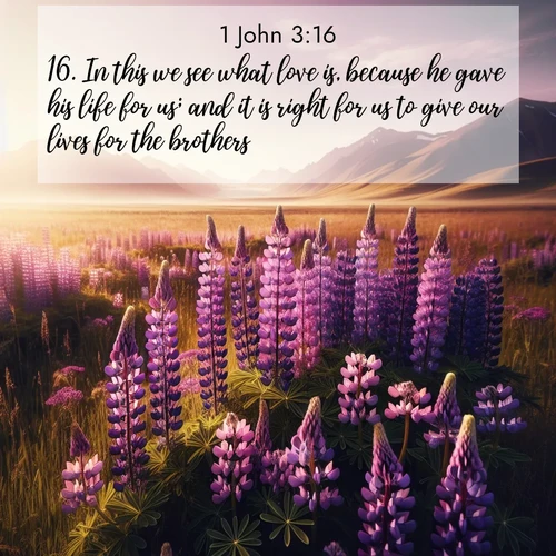 BasicEnglish 1 John  ; image nature: image with the bible verse :In this we see what love is, because he gave his life for us; and it is right for us to give our lives for the brothers. ; Explore Bible verses paired with beach photos, where waves gently crash on the sand and the sky glows with pastel hues at sunset. These scenes convey deep serenity. Download verses like KJV 1 John 3:16. Current verse is overlayed with the thematic nature scene : Wild lupines paint purple meadows. Snow lingers on distant peaks. ; 3:16