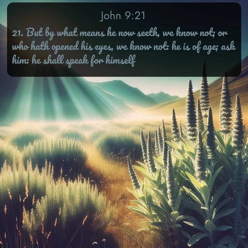 KJV Gospel of John  ; image nature: image with the bible verse :But by what means he now seeth, we know not; or who hath opened his eyes, we know not: he is of age; ask him: he shall speak for himself. ; Browse a vast collection of Bible verse images featuring awe-inspiring landscapes such as calm lakes, vibrant sunsets, and peaceful fields. Download them for free and enjoy verses like KJV Gospel of John 9:21. Current verse is overlayed with the thematic nature scene : Summer heat brings out the scent of sage in mountain meadows. ; 9:21