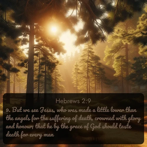 KJV Hebrews 2:9 overlaying nature image scene: Summer heat brings out the scent of pine needles.;9. But we see Jesus, who was made a little lower than the angels for the suffering of death, crowned with glory and honour; that he by the grace of God should taste death for every man.