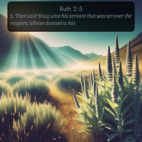 citation biblique : 5. Then said Boaz unto his servant that was set over the reapers, Whose damsel is this?
 sur fond image nature