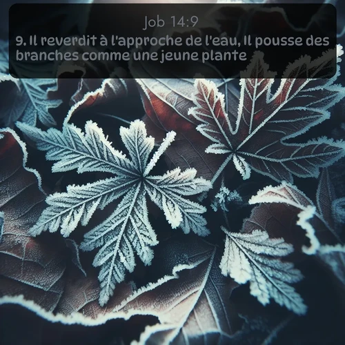 Segond Job  ; image nature: image avec le verset biblique :Il reverdit à l&#039;approche de l&#039;eau, Il pousse des branches comme une jeune plante. ;  ; 14:9