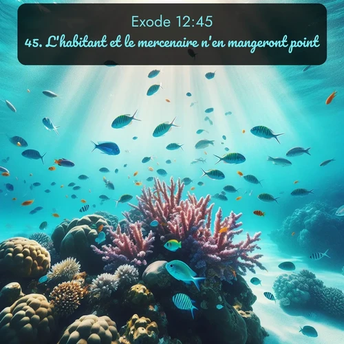 Segond Exode  ; image nature: image avec le verset biblique :L&#039;habitant et le mercenaire n&#039;en mangeront point. ;  ; 12:45