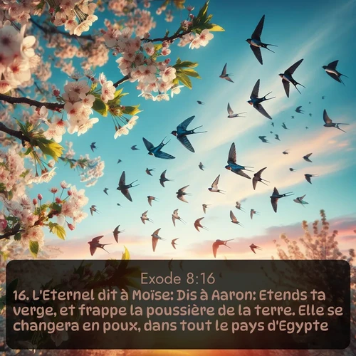 Segond Exode  ; image nature: image avec le verset biblique :L&#039;Eternel dit à Moïse: Dis à Aaron: Etends ta verge, et frappe la poussière de la terre. Elle se changera en poux, dans tout le pays d&#039;Egypte. ;  ; 8:16