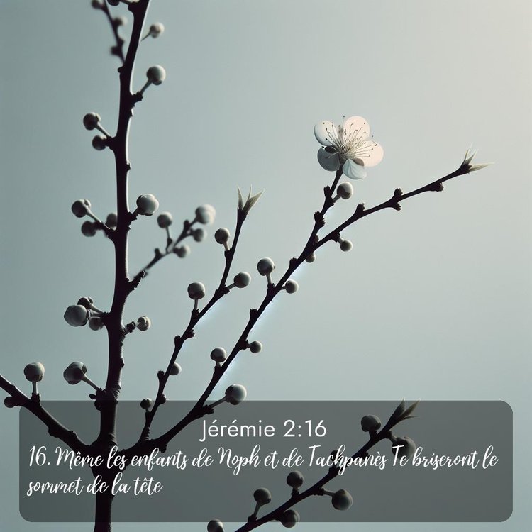 Segond Jérémie 2:16