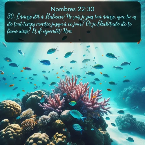 Segond Nombres  ; image nature: image avec le verset biblique :L&#039;ânesse dit à Balaam: Ne suis-je pas ton ânesse, que tu as de tout temps montée jusqu&#039;à ce jour? Ai-je l&#039;habitude de te faire ainsi? Et il répondit: Non. ;  ; 22:30