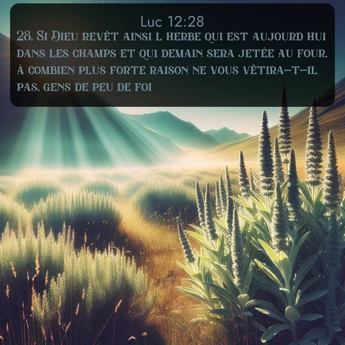 Segond Évangile selon Luc  ; image nature: image avec le verset biblique :Si Dieu revêt ainsi l&#039;herbe qui est aujourd&#039;hui dans les champs et qui demain sera jetée au four, à combien plus forte raison ne vous vêtira-t-il pas, gens de peu de foi? ;  ; 12:28